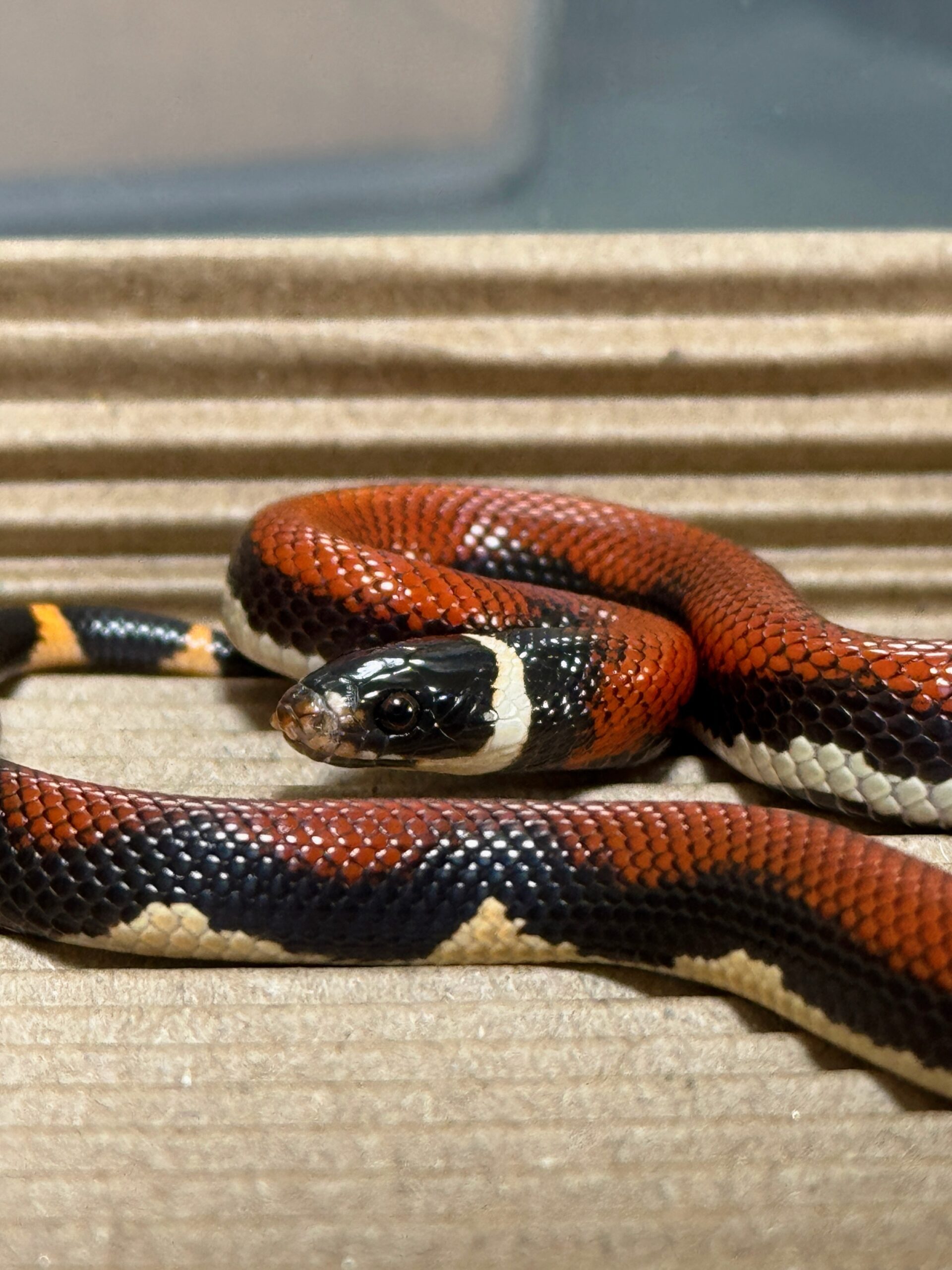 無紋帝王奶蛇 - 公:圖片 3