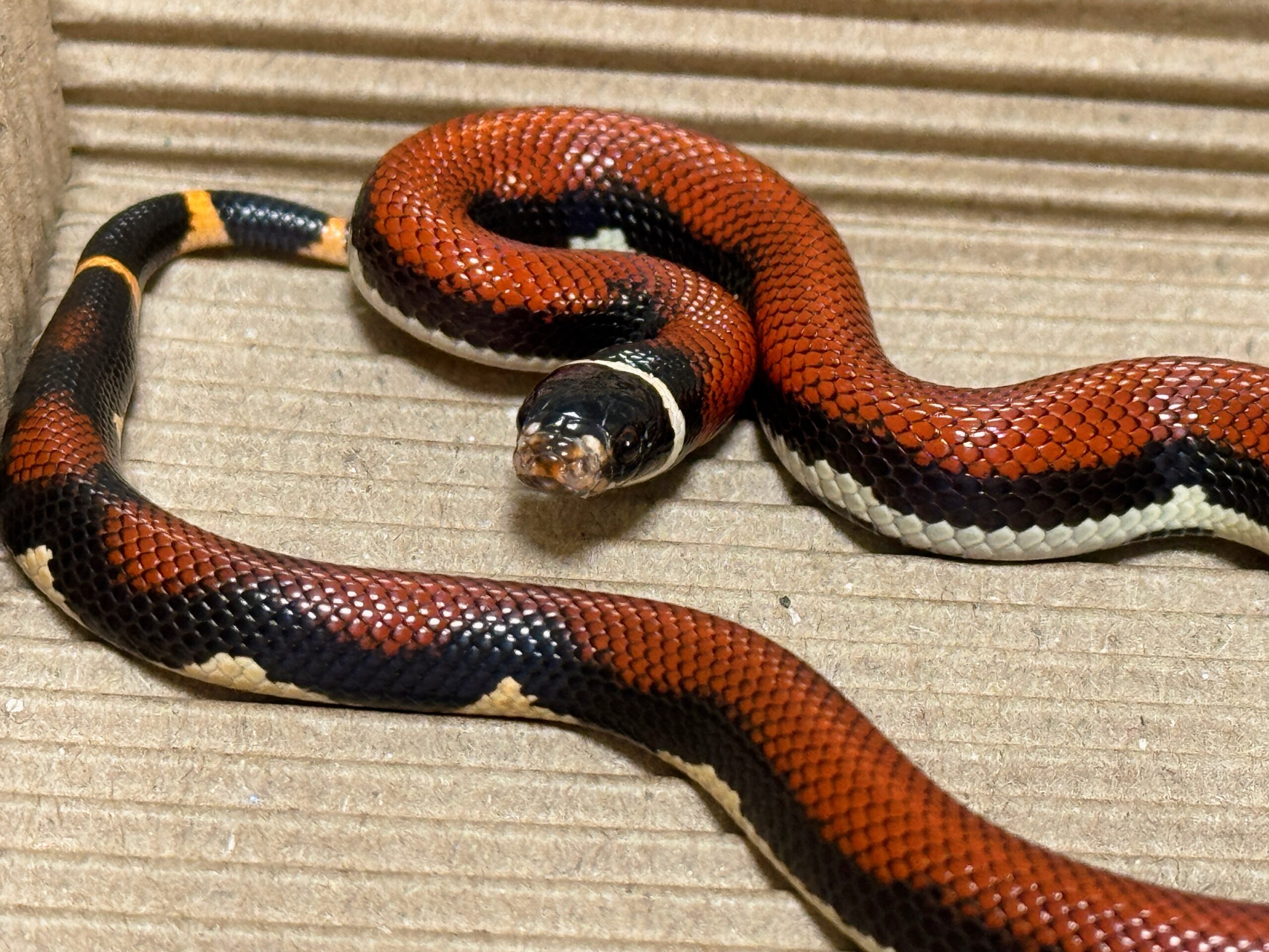 無紋帝王奶蛇 - 公:圖片 4