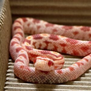 反歐玉米蛇 - 母