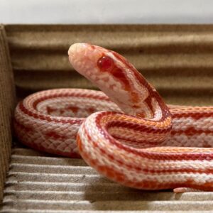 糖果泰莎玉米蛇 - 公