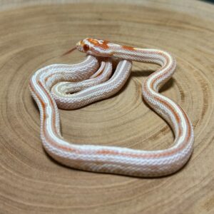 高白反歐泰莎玉米蛇 - 公