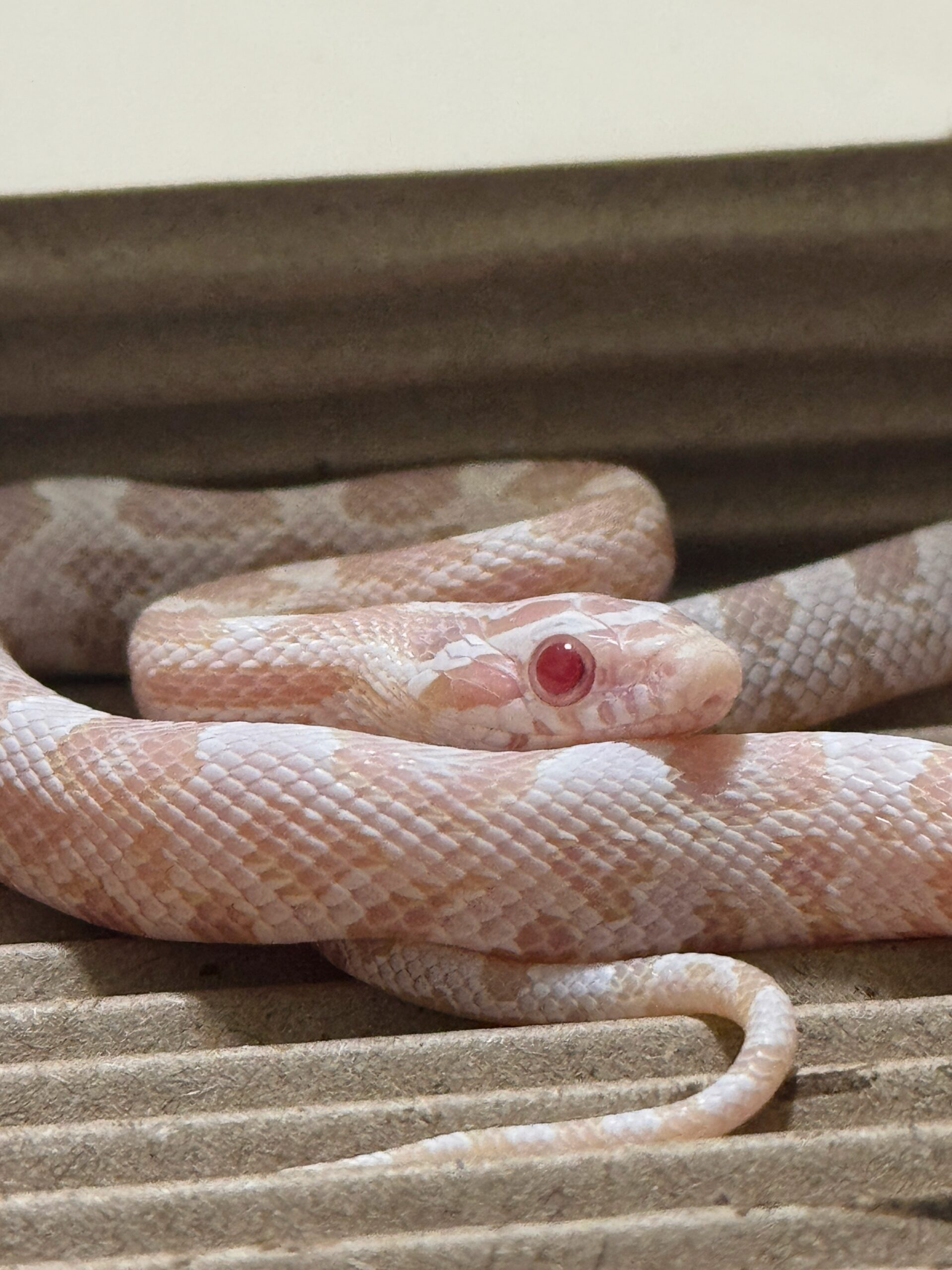 珊瑚雪白玉米蛇 - 公