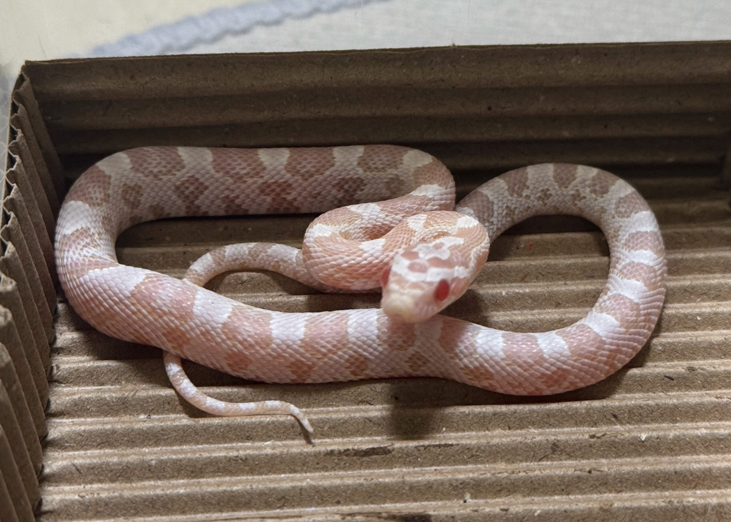 珊瑚雪白玉米蛇 - 公:圖片 3