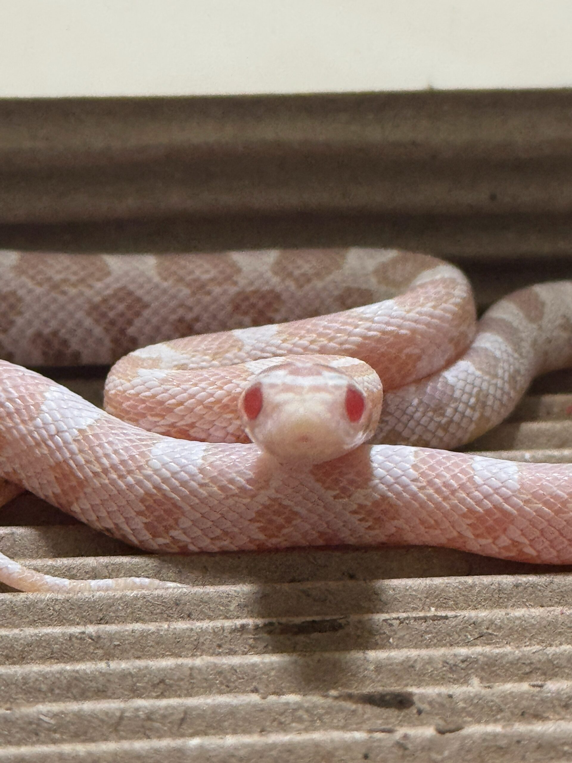 珊瑚雪白玉米蛇 - 公:圖片 4