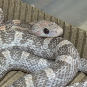 海波薰衣草玉米蛇 - 公