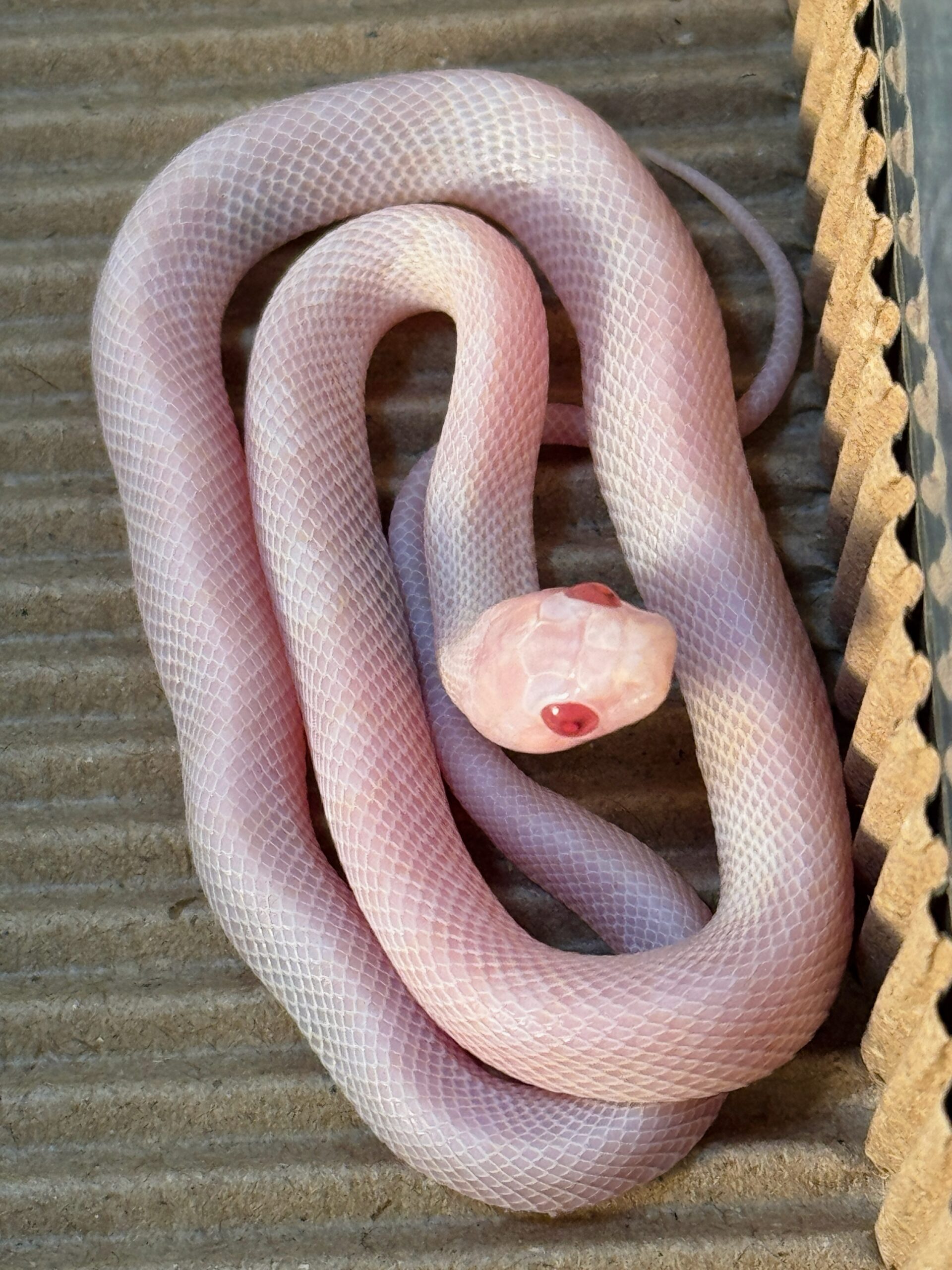 暴風雪玉米蛇 - 公:圖片 2