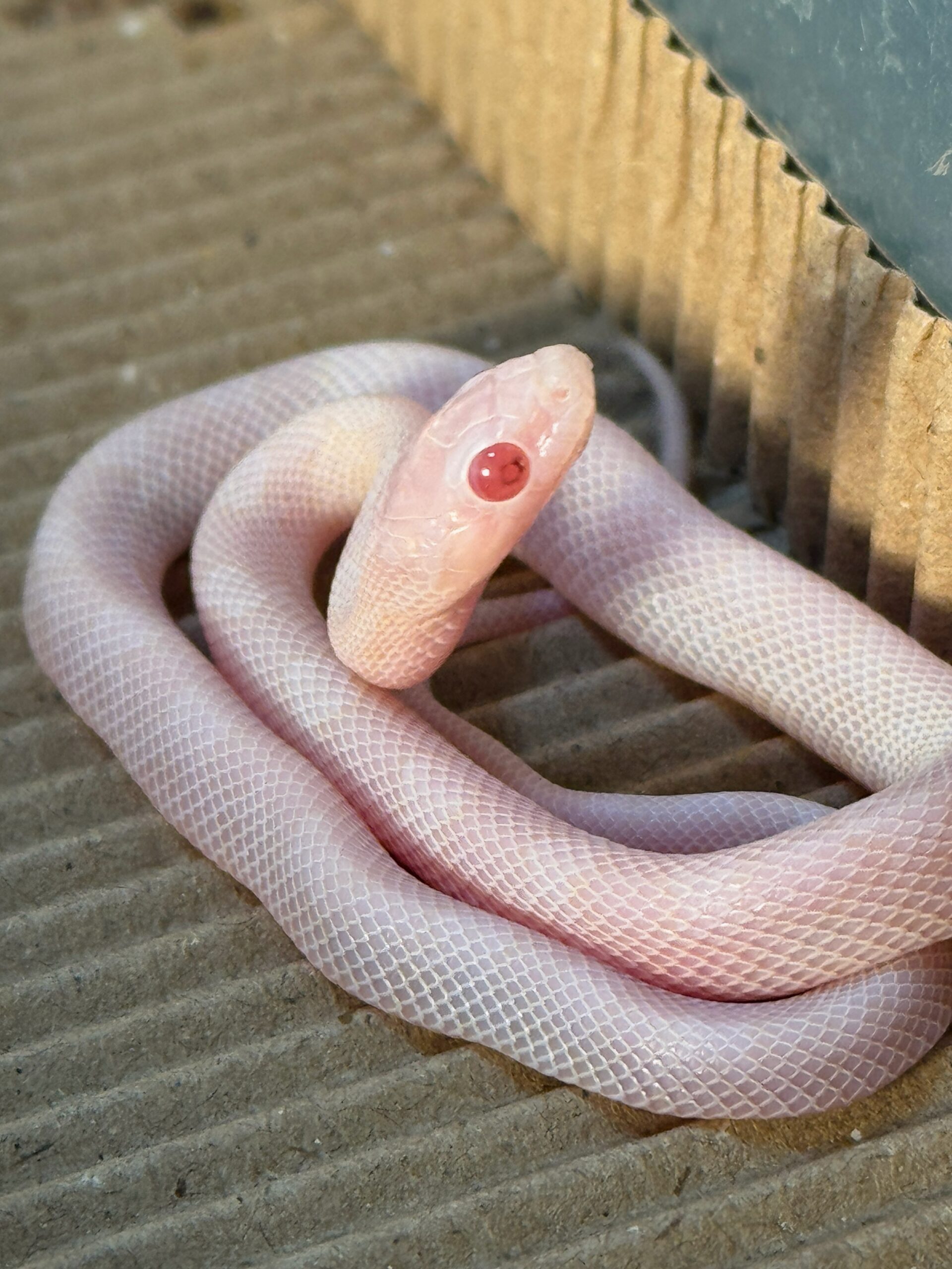 暴風雪玉米蛇 - 公:圖片 3