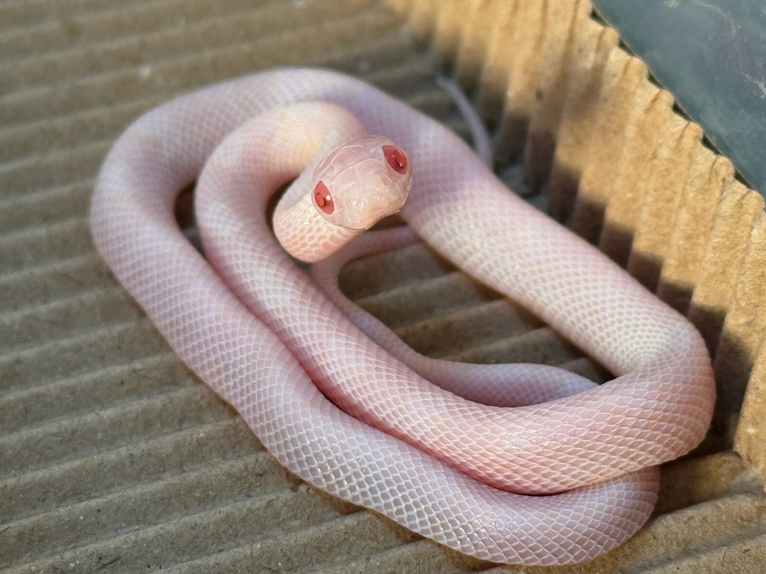 暴風雪玉米蛇 - 公:圖片 4