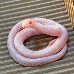 暴風雪玉米蛇 - 公