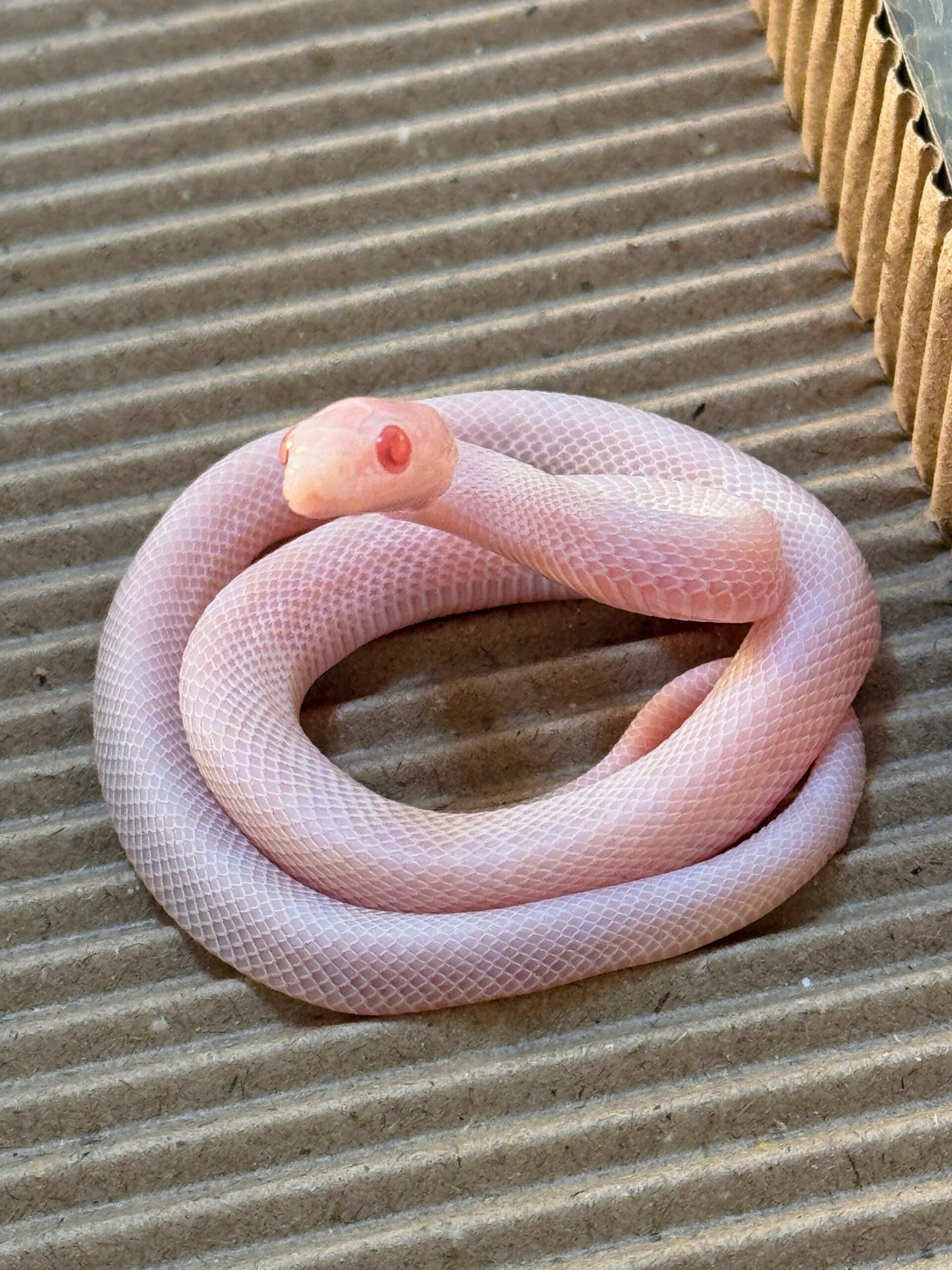 暴風雪玉米蛇 - 公