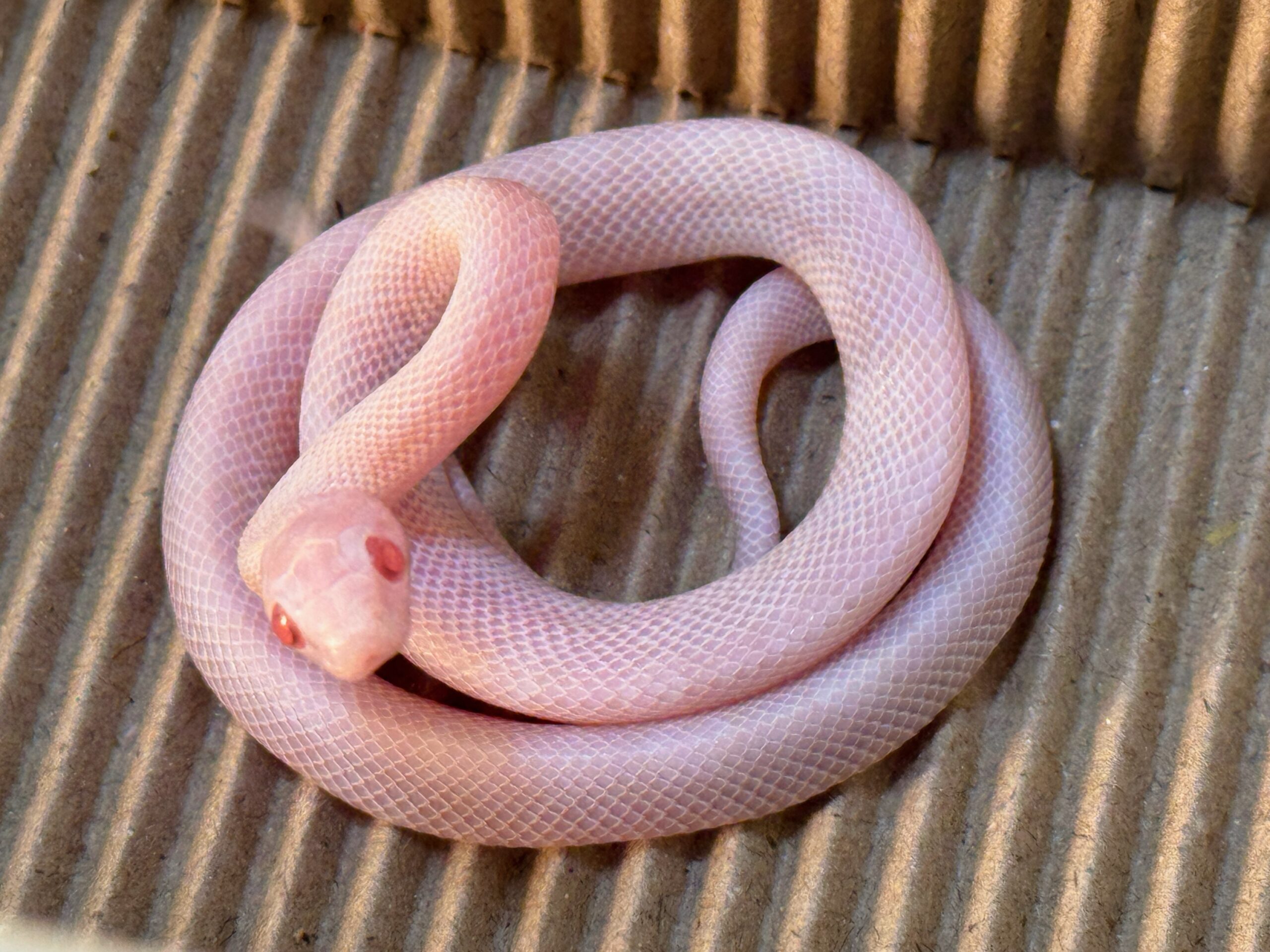 暴風雪玉米蛇 - 公:圖片 5