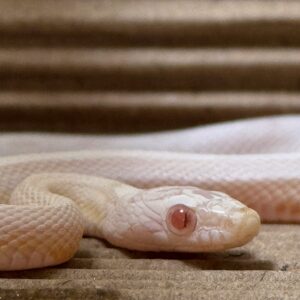 雪崩直甜玉米蛇 - 母