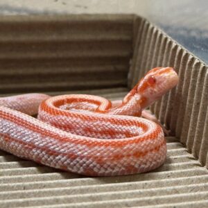 反歐泰莎玉米蛇 - 母