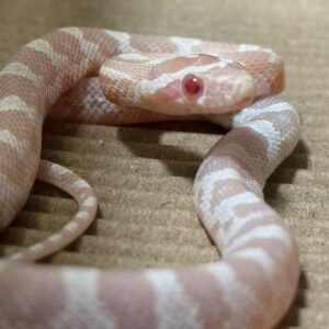 珊瑚雪白玉米蛇 - 母