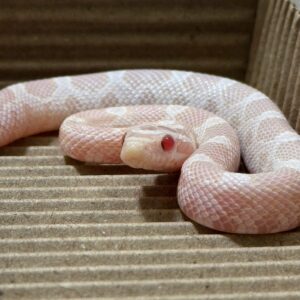 珊瑚雪白玉米蛇 - 公