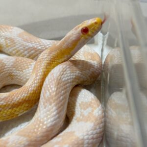 珊瑚雪白玉米蛇 - 公