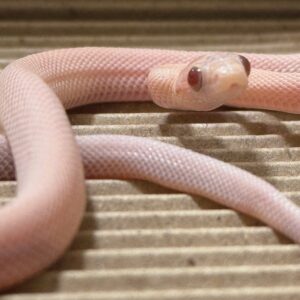 海波薰衣草直線玉米蛇 - 公