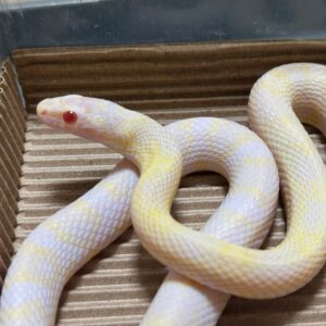 暴風雪玉米蛇 - 母