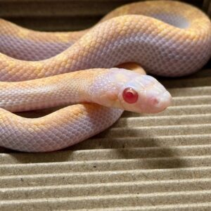 白化銀背鼠蛇 - 公