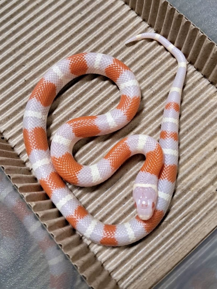 白化納爾遜奶蛇 - 公:圖片 7