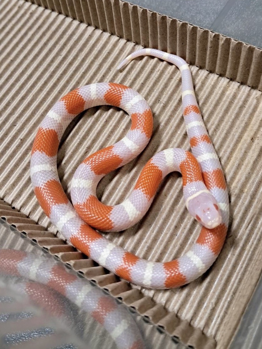 白化納爾遜奶蛇 - 公:圖片 6