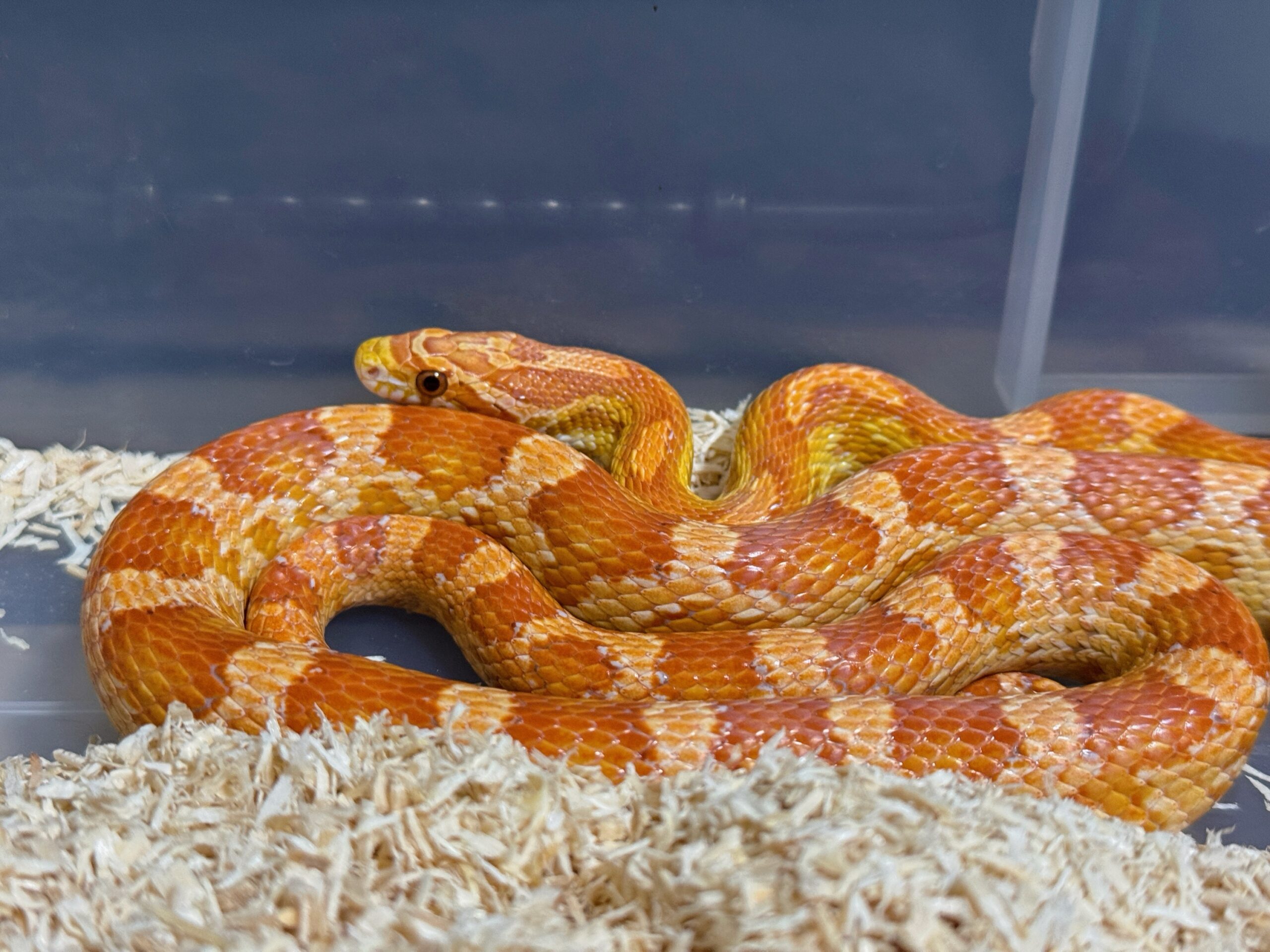 超白化玉米蛇 - 公:圖片 2