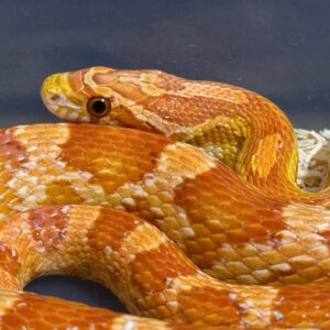 超白化玉米蛇 - 公