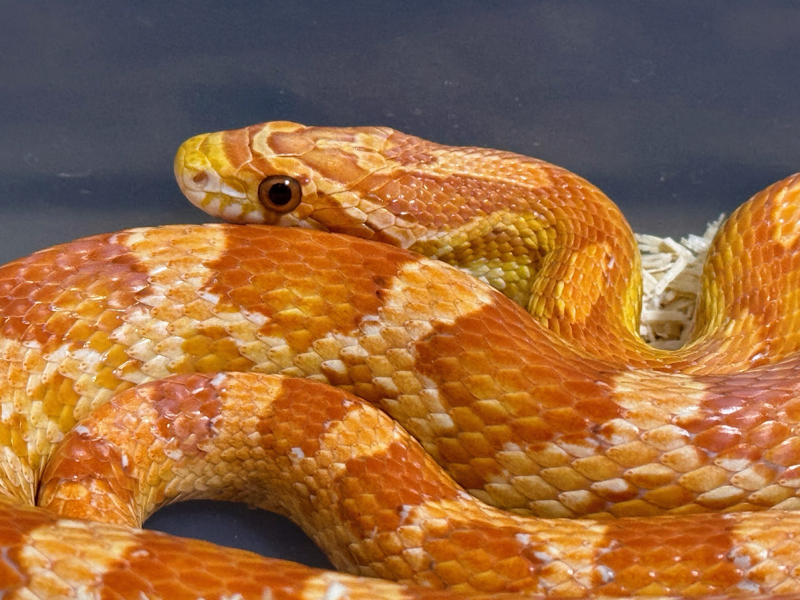 超白化玉米蛇 - 公