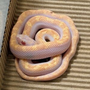 白化銀背鼠蛇 - 公