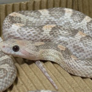 海波薰衣草玉米蛇 - 公