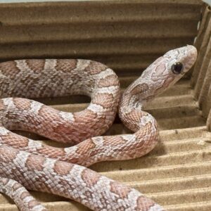 海波煤渣玉米蛇 - 公