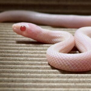 暴風雪泰莎 - 母 (ng)