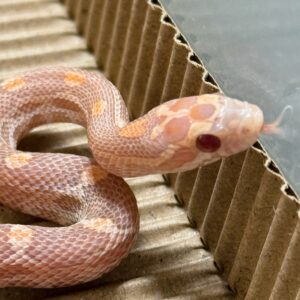 海波薰衣草玉米蛇 - 母