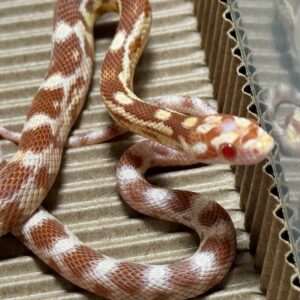 奶油玉米蛇 - 公