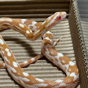 奶油玉米蛇 - 公