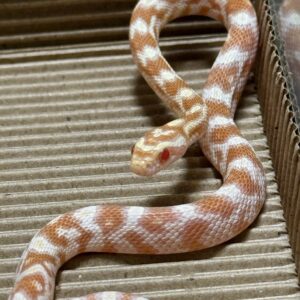 奶油玉米蛇 - 公