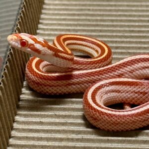 白化直甜玉米蛇 -公