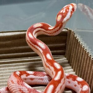 白化直甜玉米蛇 - 公