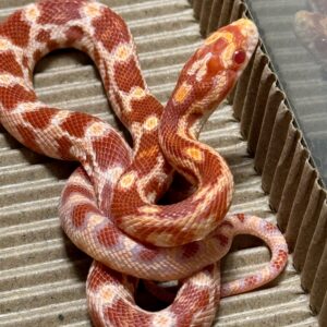 白化玉米蛇 - 公