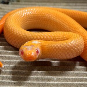 高階白化無紋帝奶 - 公