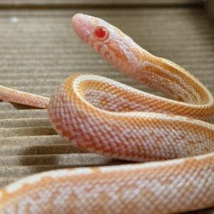 硫磺泰莎玉米蛇 - 公