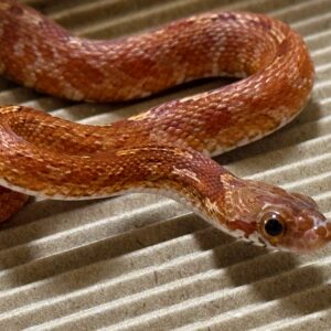 血紅泰莎玉米蛇het白化 海波 薰衣草 - 公