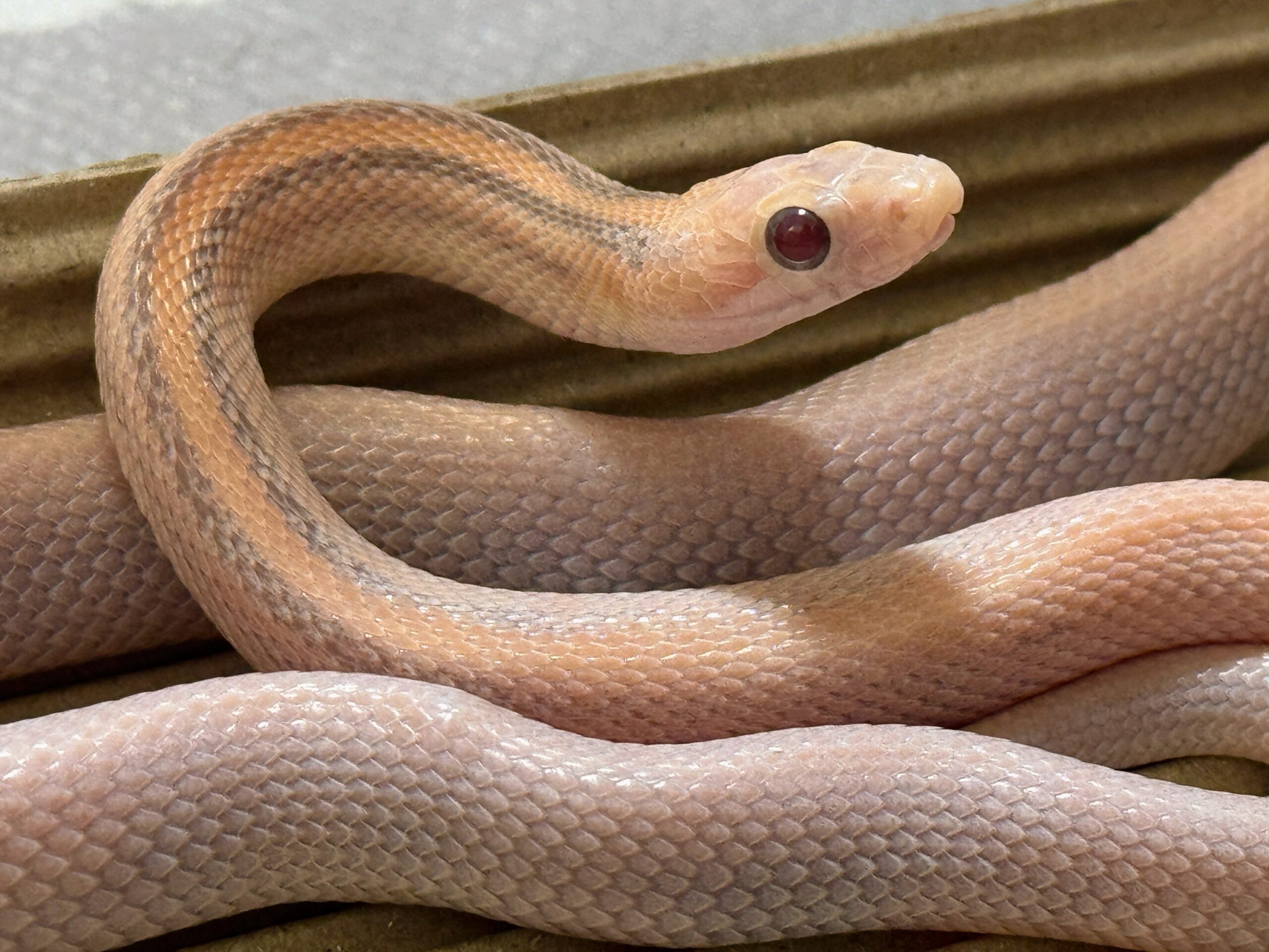 海波薰衣草直線玉米蛇 - 公 (ng):圖片 2