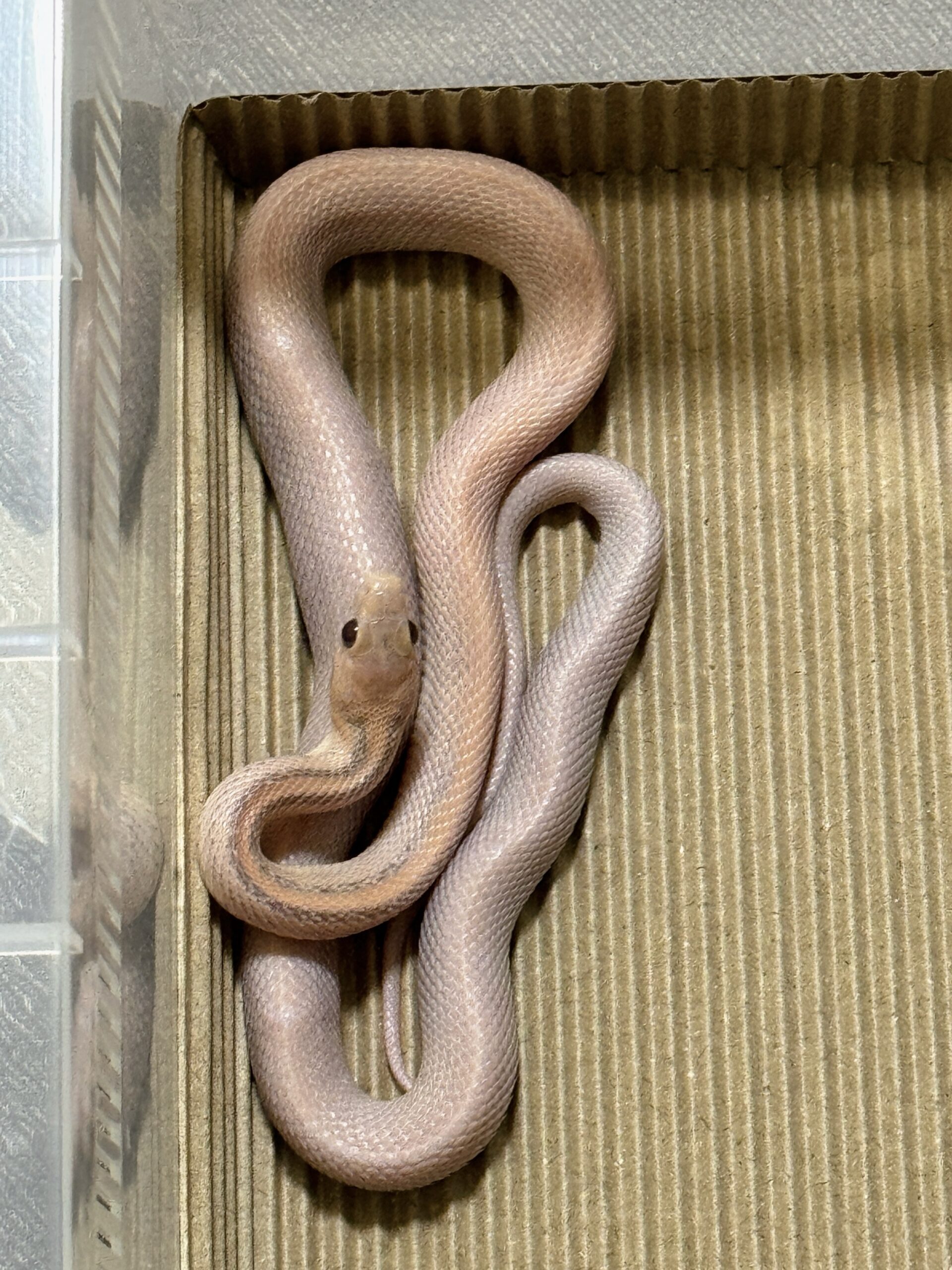 海波薰衣草直線玉米蛇 - 公 (ng):圖片 4