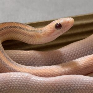 海波薰衣草直線玉米蛇 - 公 (ng)