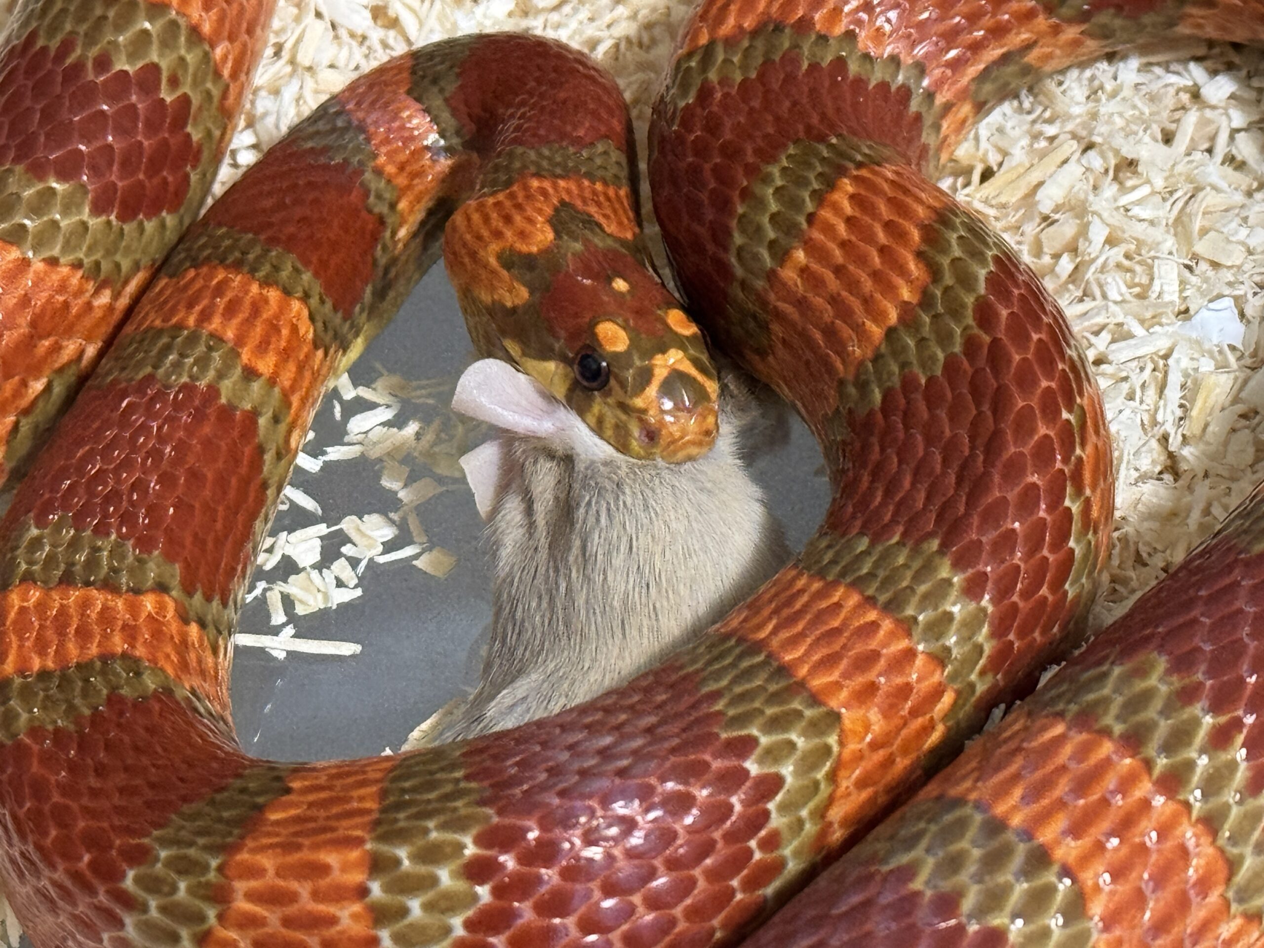 帝王奶玉het白化 - 母:圖片 5