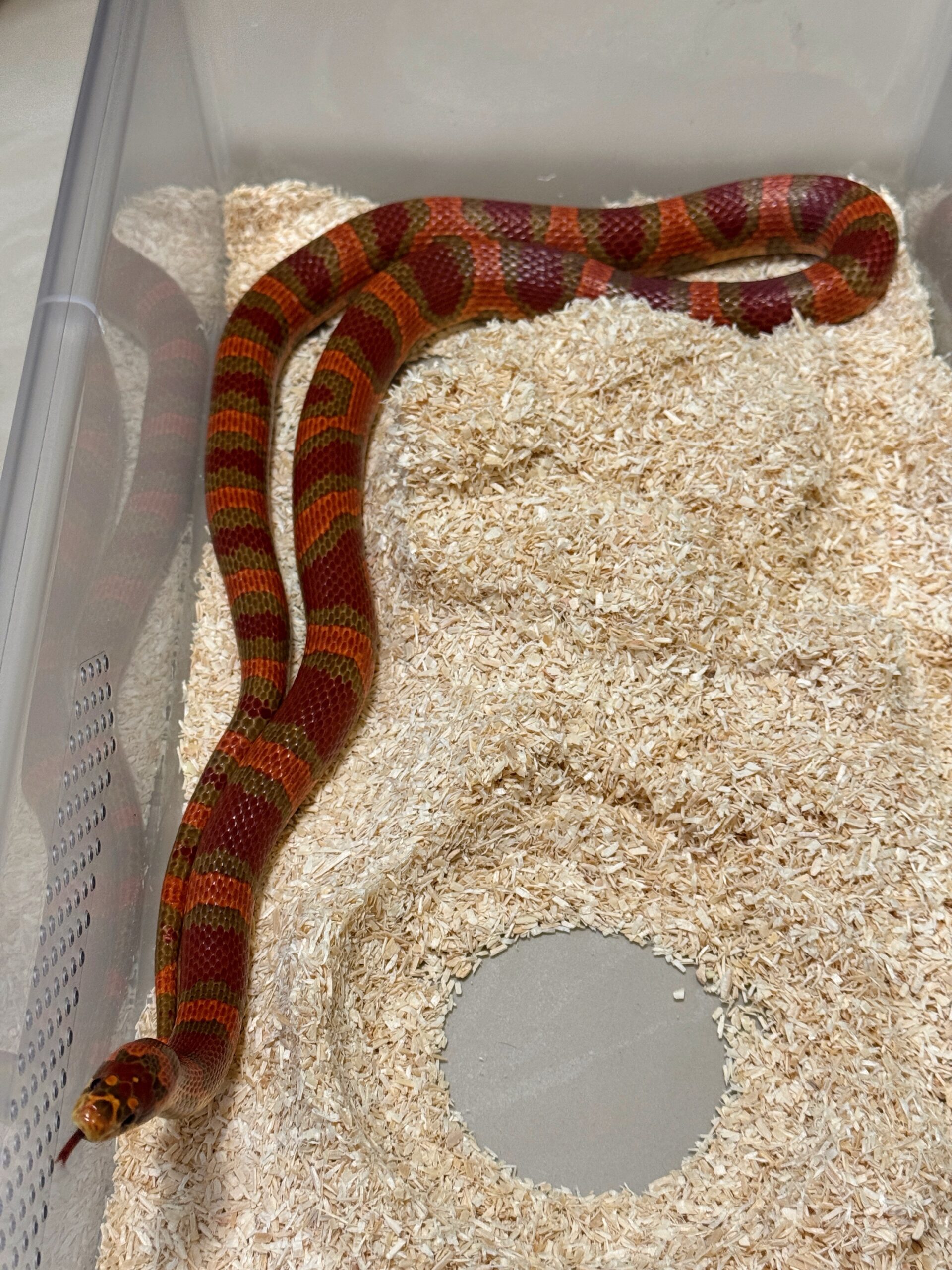 帝王奶玉het白化 - 母:圖片 3