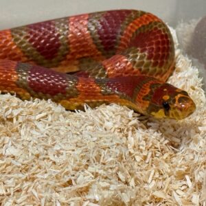 帝王奶玉het白化 - 母