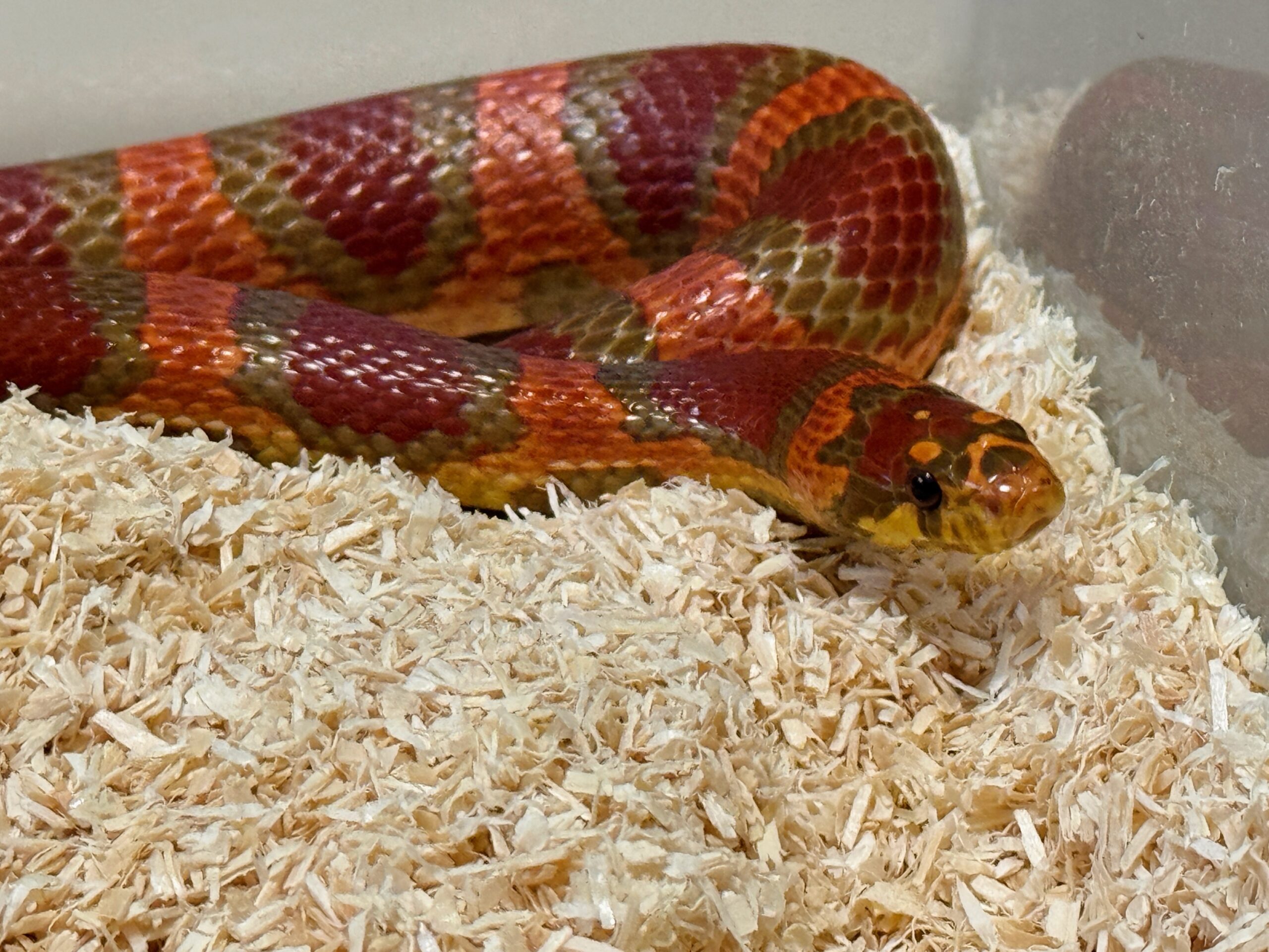 帝王奶玉het白化 - 母