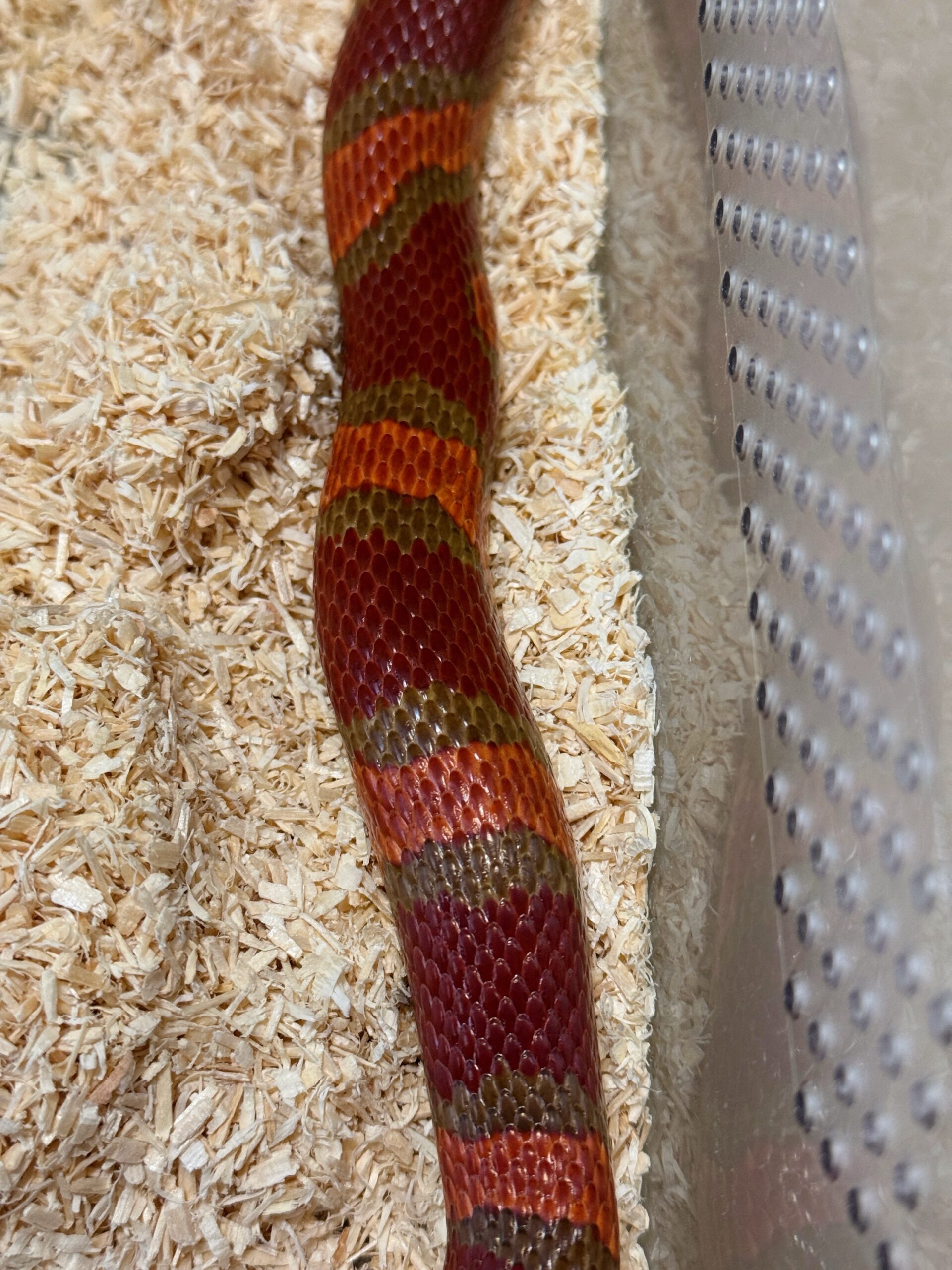 帝王奶玉het白化 - 母:圖片 4